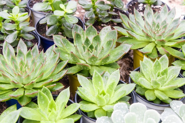 Verschillende soorten succulent in bloempotten in de kas