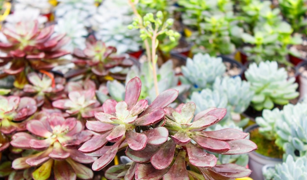 Verschillende soorten succulent in bloempotten in de kas