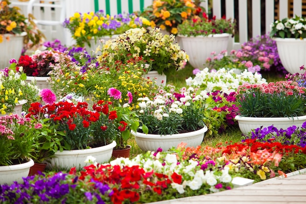 Verschillende soorten tuinbloemen in potten