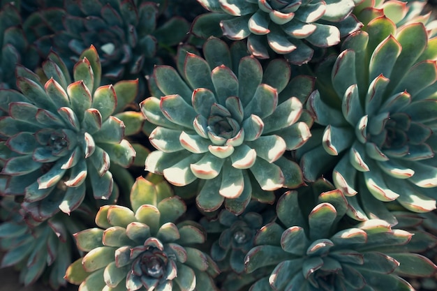 Verschillende succulente bloemen of Sempervivum bovenaanzicht