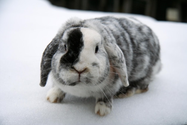 Verschillende tamme konijnen op de boerderij, in de winter, in de sneeuw