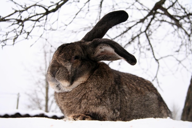 Verschillende tamme konijnen op de boerderij, in de winter, in de sneeuw