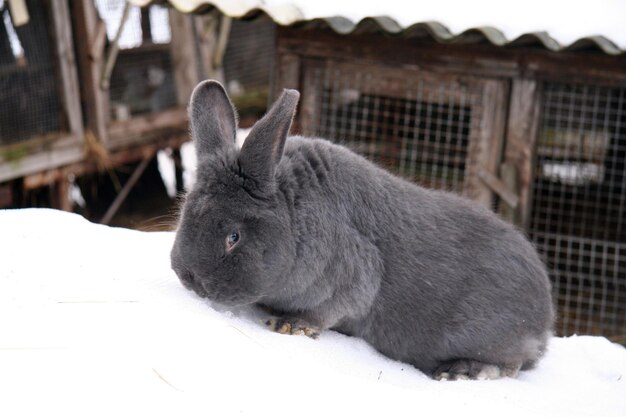 Verschillende tamme konijnen op de boerderij, in de winter, in de sneeuw