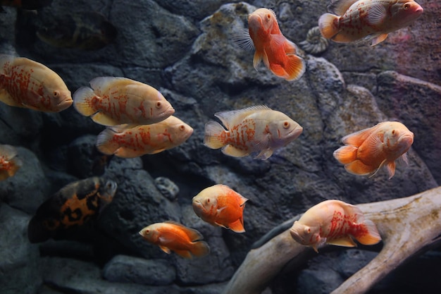 Verschillende tropische vissen zwemmen in helder aquarium