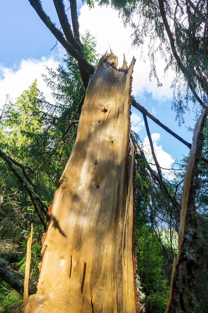 Verschillende uitzichten vanuit het Caraorman-bos, het Donaudelta-gebied, Roemenië, op een zonnige zomerdag, 2021