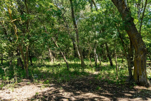 Verschillende uitzichten vanuit het caraorman-bos, het donaudelta-gebied, roemenië, op een zonnige zomerdag, 2021