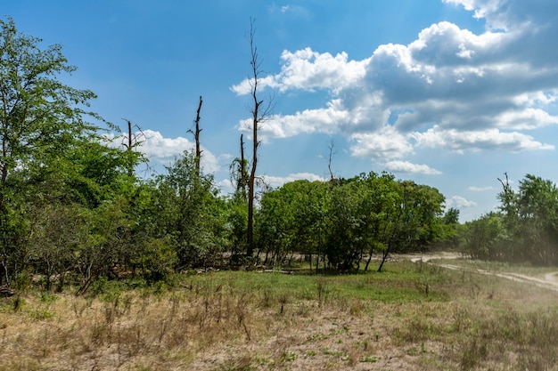 Verschillende uitzichten vanuit het caraorman-bos, het donaudelta-gebied, roemenië, op een zonnige zomerdag, 2021