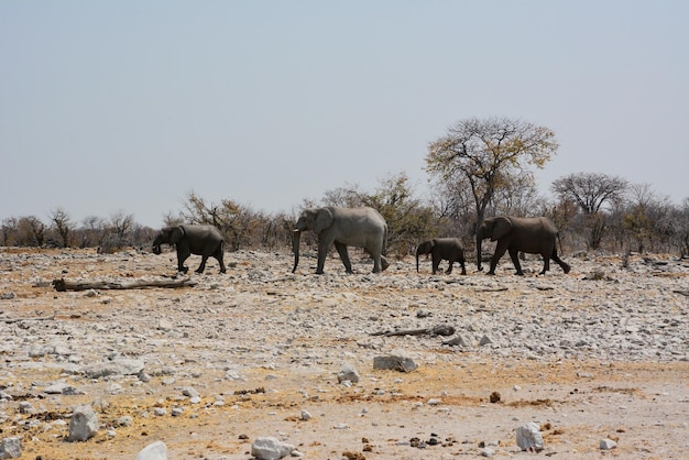 Verschillende volwassen olifanten met babyolifanten lopen door de steenwoestijn van een nationaal park in Afrika