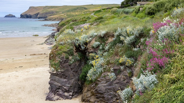 Foto verschillende wilde bloemen groeien op de rand van de klif in polzeath cornwall