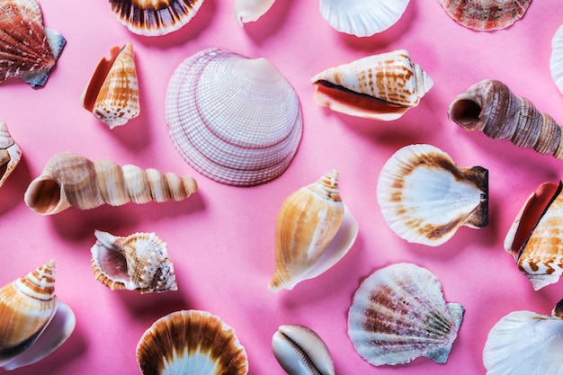 Verschillende zeeschelpen op een roze