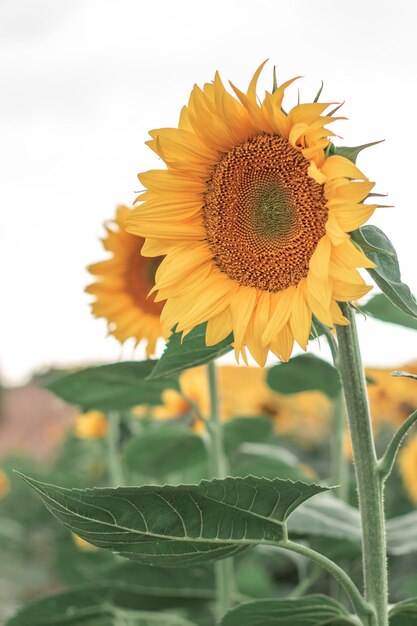 Verschillende zonnebloemen in een veld op een witte achtergrond