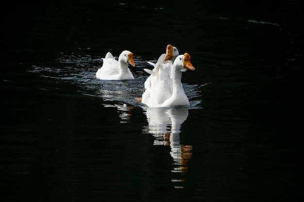 Verschillende zwanen zwemmen in het water