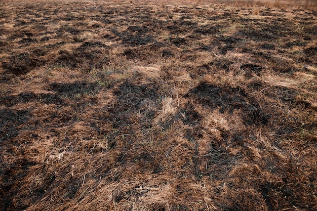 Verschroeide aarde, lentebranden