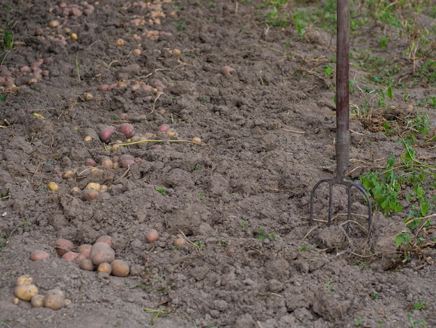 Verse aardappel oogst in de tuin De boer graaft aardappelen uit de grond