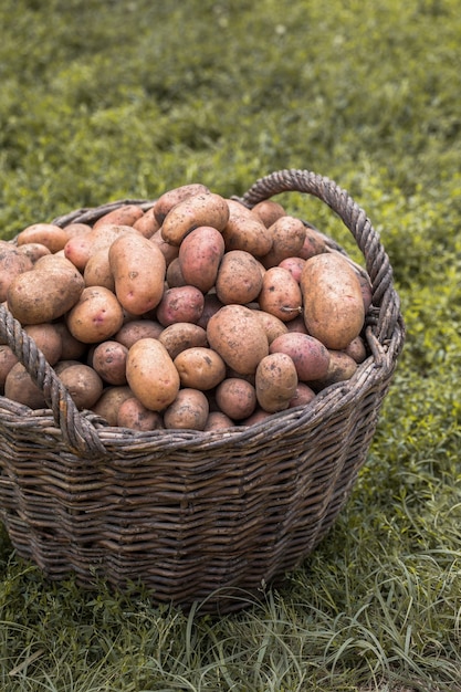 Verse Aardappelen In Houten Rieten Mand Op De Grond. Seizoensgebonden Aardappelen