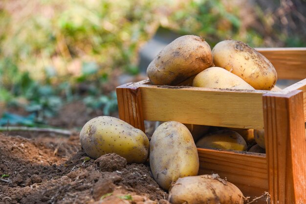 Verse aardappelplant oogst van rijpe aardappelen in houten kist landbouwproducten uit aardappelveld