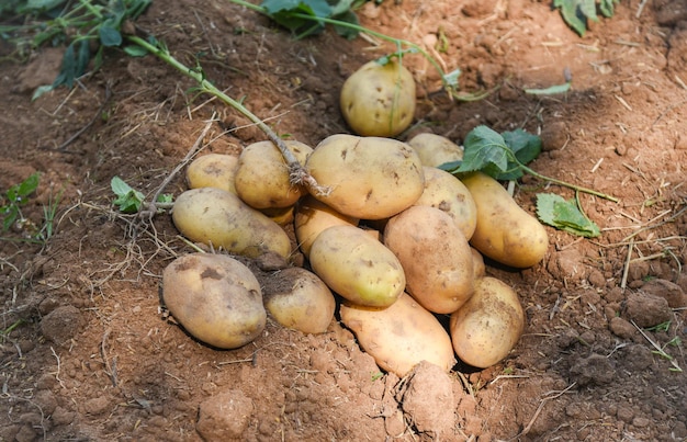 Verse aardappelplant op grondoogst van rijpe aardappelen, landbouwproducten uit aardappelveld
