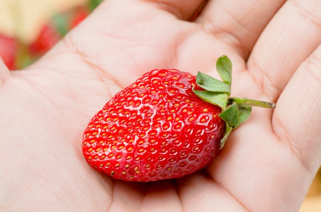 verse aardbeien bij de hand