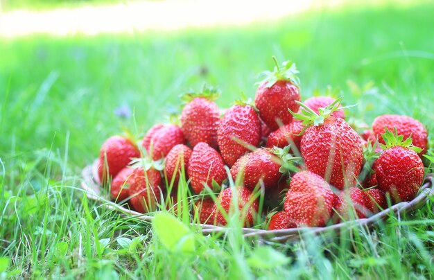 verse aardbeien buiten