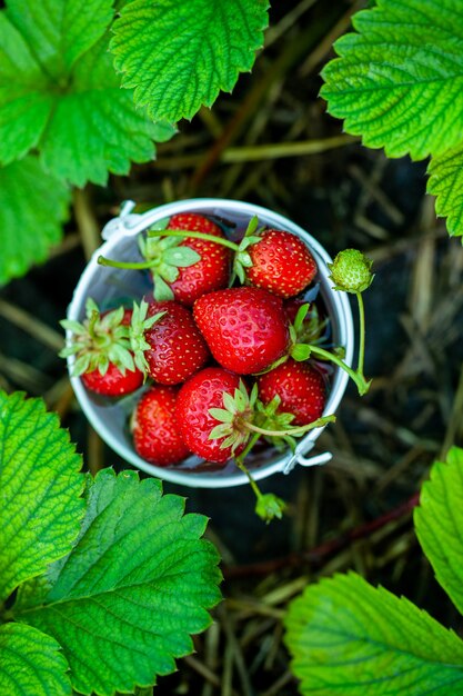 verse aardbeien goed om te snacken