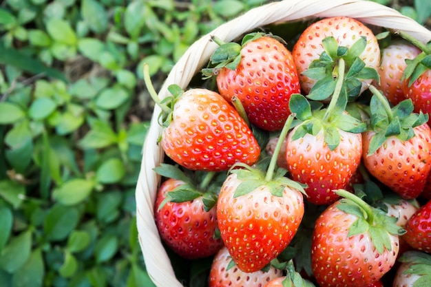 Verse aardbeien in bamboemand op groene bladachtergrond