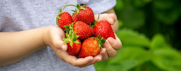 Verse aardbeien in de handen van een kind. Natuur. Selectieve aandacht.