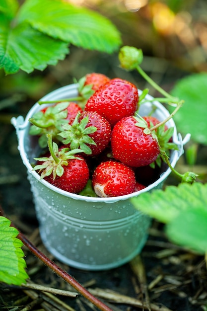 Verse aardbeien in de tuin Biologische voeding Gezonde bessen in een kom