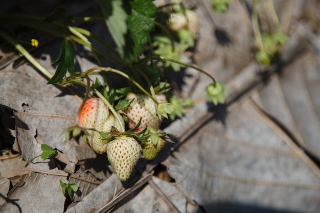 Verse aardbeien in de tuin