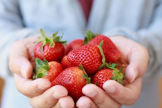 Verse aardbeien in handen houden