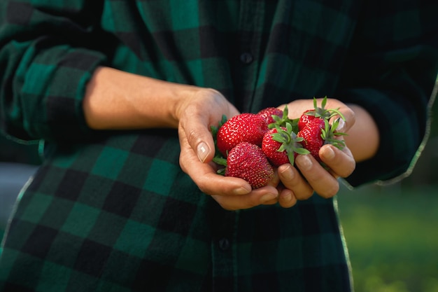 Foto verse aardbeien in handen van een boer een handvol bessen in de handen aardbeien oogsten