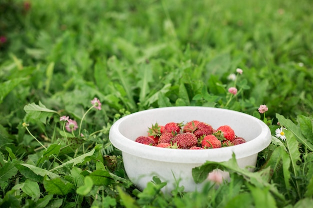 Verse aardbeien in kom in de tuin Groen gras Outdoor zomer kopie ruimte