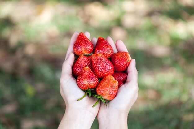 Verse aardbeien in vrouwenhanden