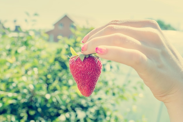 Verse aardbeien met de hand geplukt van een bovenaanzicht van een aardbeienboerderij