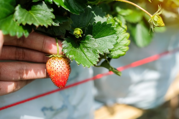 Foto verse aardbeien op de boom, rood rijp en groen.