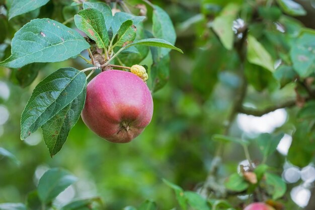 Verse appel in de tuin verse appel in de boom