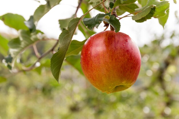 Verse appelboom in boerderij