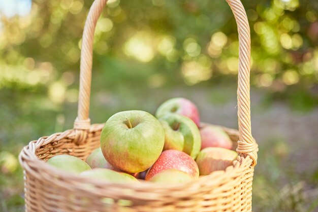 Verse appels in een mand geoogst uit een boomgaard op een zonnige dag buitenshuis Sap voedzaam en heerlijk fruit geplukt wanneer het rijp is om van te genieten op een picknick Biologische producten die seizoensgebonden groeien op een boerderij