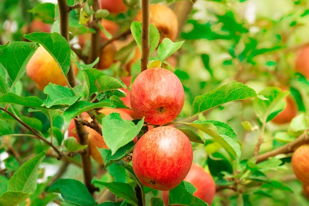 Verse appels op appelbomen