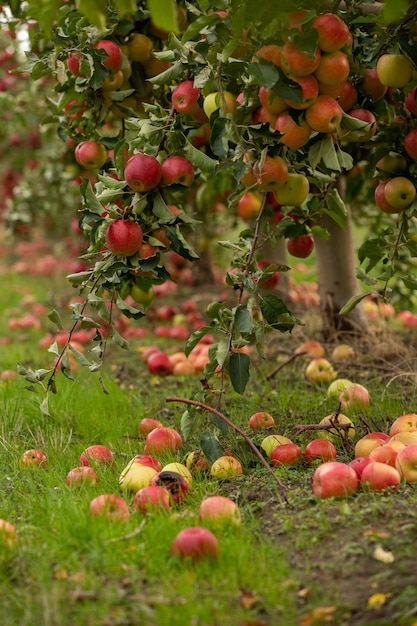 Verse appels uit de boomgaard. Appeloogst klaar om geplukt te worden.