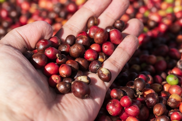 Verse arabica koffiebessen. biologische koffieboerderij