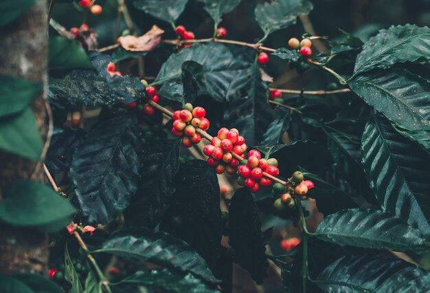 Verse Arabica koffiebessen. Biologische koffieboerderij