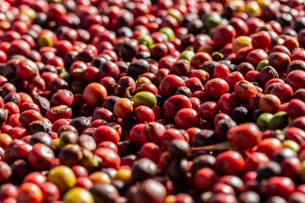 Verse Arabica koffiebessen. Biologische koffieboerderij