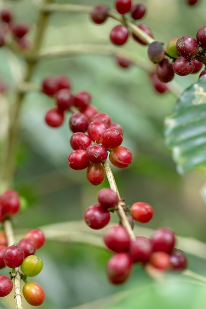 Verse Arabica-Koffiebonen die op boom in het Noorden van Thailand rijpen