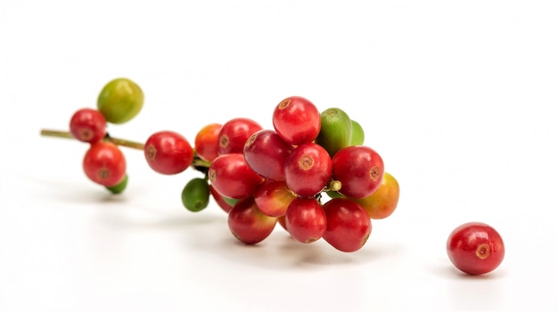 Verse arabica koffiebonen