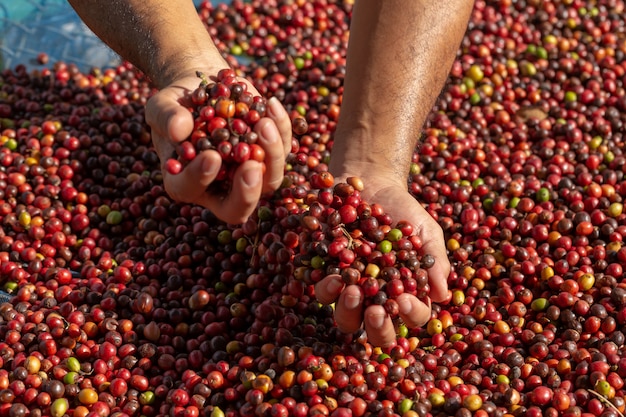 Verse Arabica Red koffiebonen bessen in de hand en droogproces