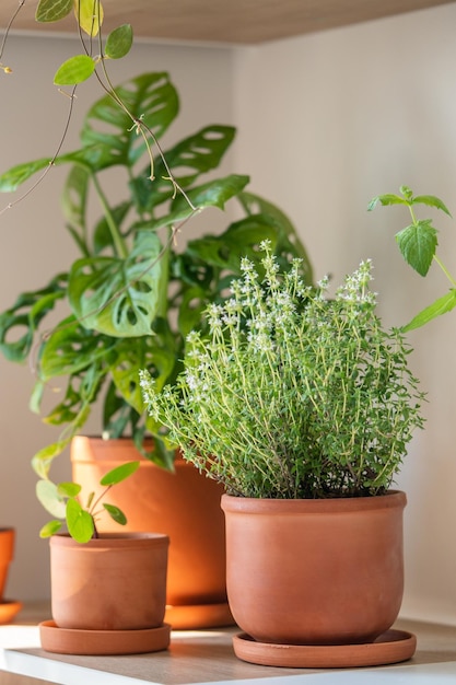 Verse aromatische tuinkruiden in terracotta pot in keukenkruidentijmplanten om te koken