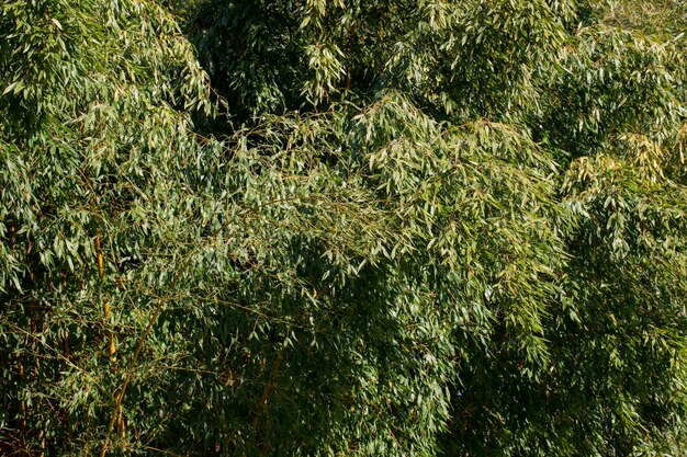 Verse Bamboebomen In Bos Met Vage Achtergrond Vroege Lente