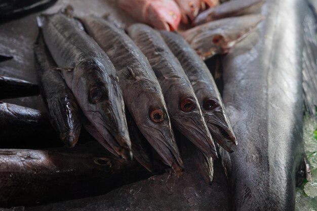 Foto verse barracuda's zijn in de koelkast.