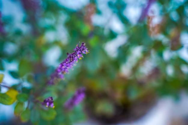 Verse basilicum en bloesem in de plantage