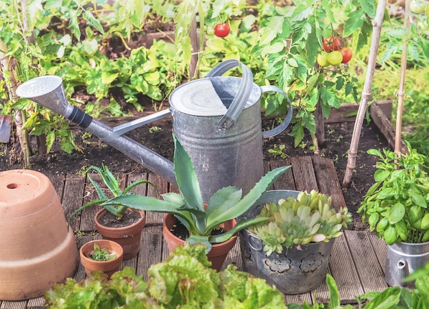 verse basilicum en sappige planten in een decoratieve bloempot die buiten in een tuin groeien